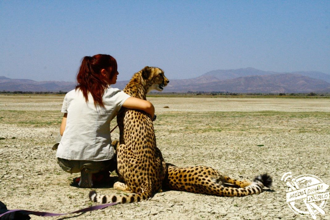Running with the Pack: This Woman Raises Cheetahs Like They Are Her Own